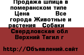 Продажа шпица в померанском типе › Цена ­ 20 000 - Все города Животные и растения » Собаки   . Свердловская обл.,Верхний Тагил г.